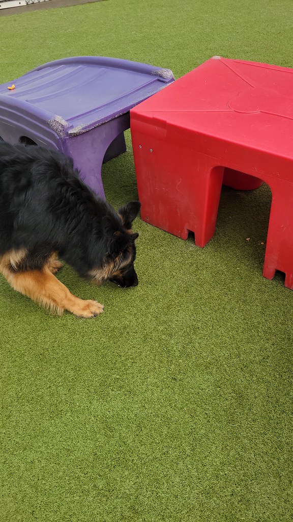 20230220_120812 Holiday House Pet Resort and Training Center Flickr