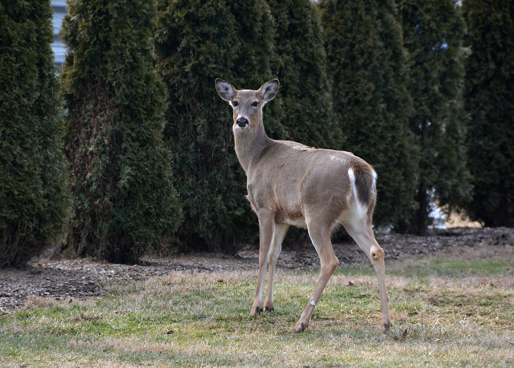 Having A Feast. PA Whitetail Deer Since we planted a hedge… Flickr