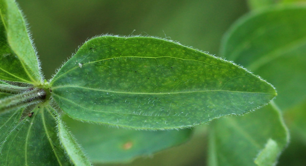 Licorice Bedstraw Galium circaezans, Hogback Prairie, Craw… Flickr