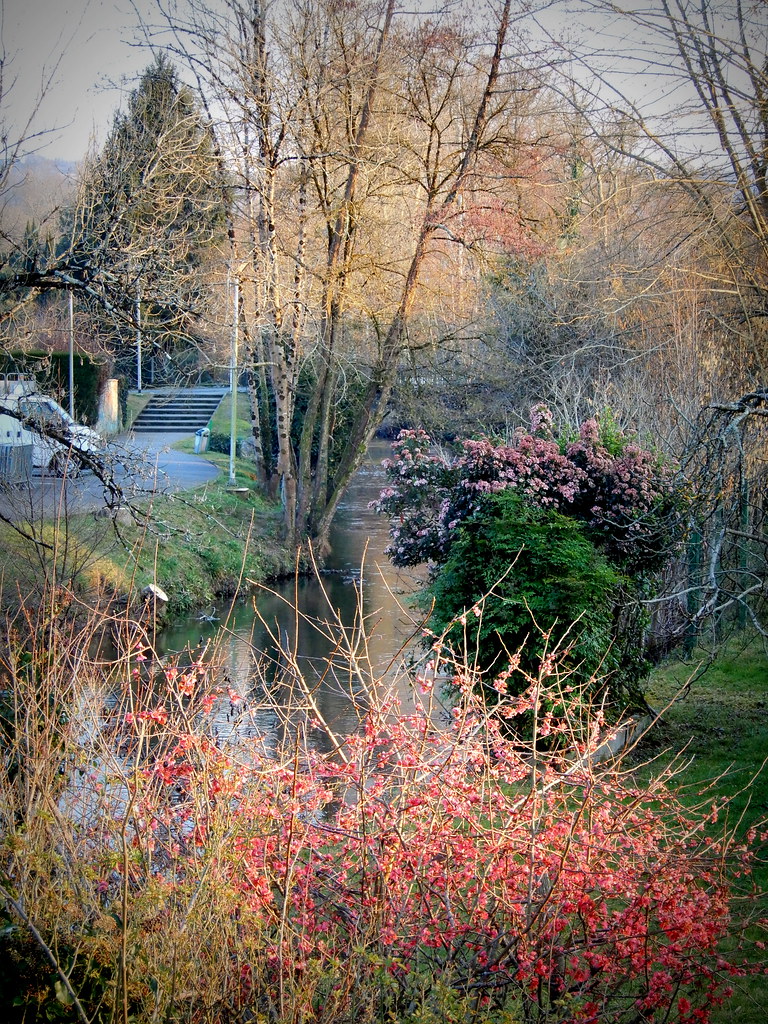 Buissons fleuris Cognassier et lauriertin dans le dernier… Flickr