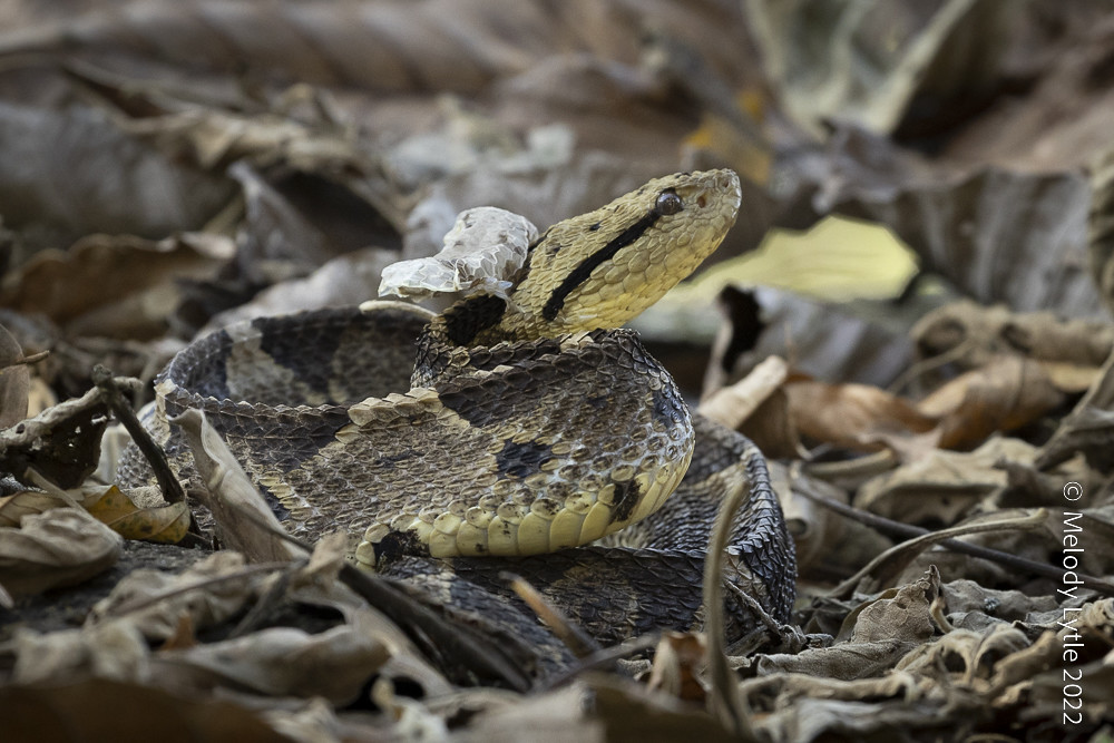 Central American Jumping Pit Viper Metlapilcoatlus mexican… Flickr