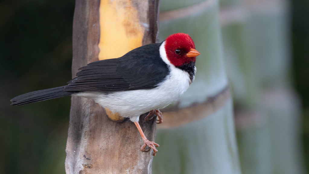 Yellowbilled Cardinal Kalaoa, HI U Ken Chamberlain Flickr