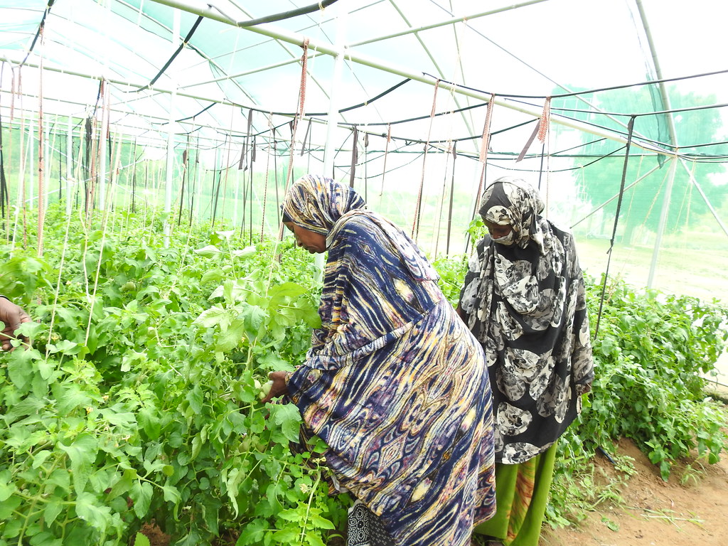 DSCN3691 Kenya Livestock Market Systems Activity Flickr