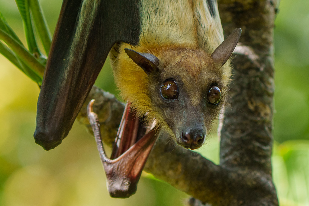 Strawcoloured Fruit Bat Mombasa KENYA Laurent ESSELEN Flickr