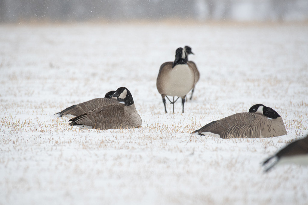 DSC_3742 Dave Smith Decoys Flickr