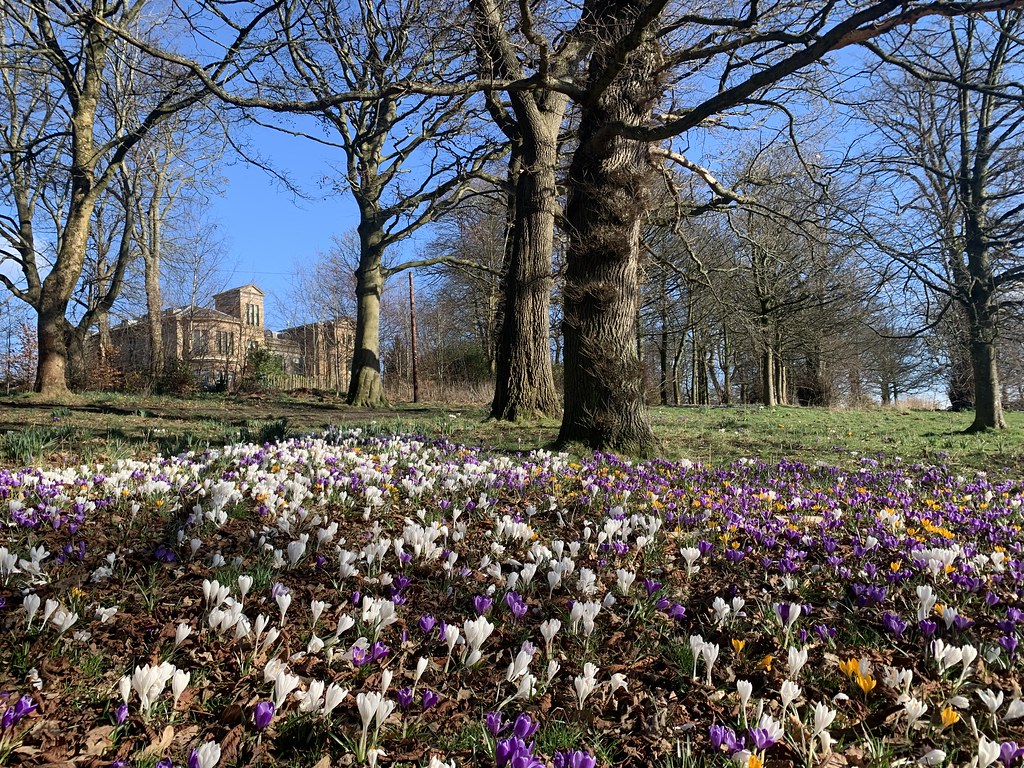 Crocus carpet Barshaw House, Barshaw Park Mark Shephard Flickr
