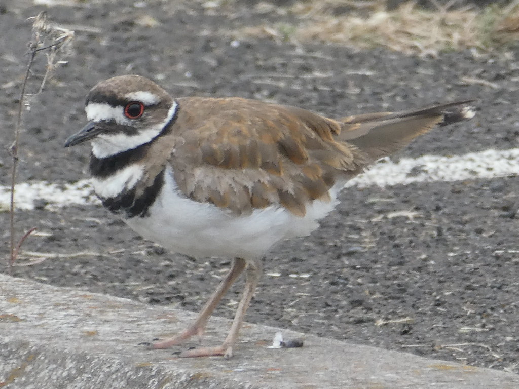 Killdeer Eugene Airport Eugene, OR SpottersDreams25 Flickr