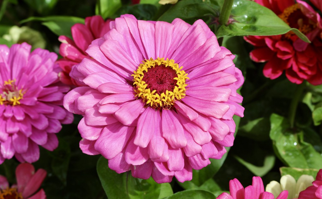 Panama Zinnias. Taken at the Flower & Coffee Fair, located… Flickr