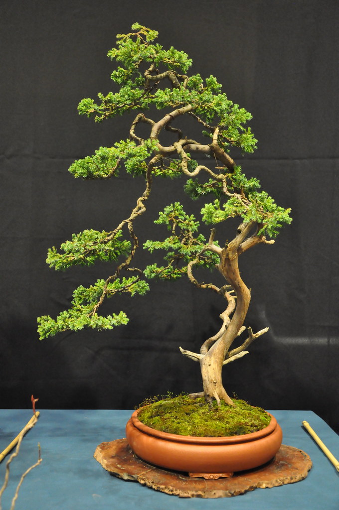 Bonsai Show Leersum 2020 Bonsai Show Leersum 2020 Flickr
