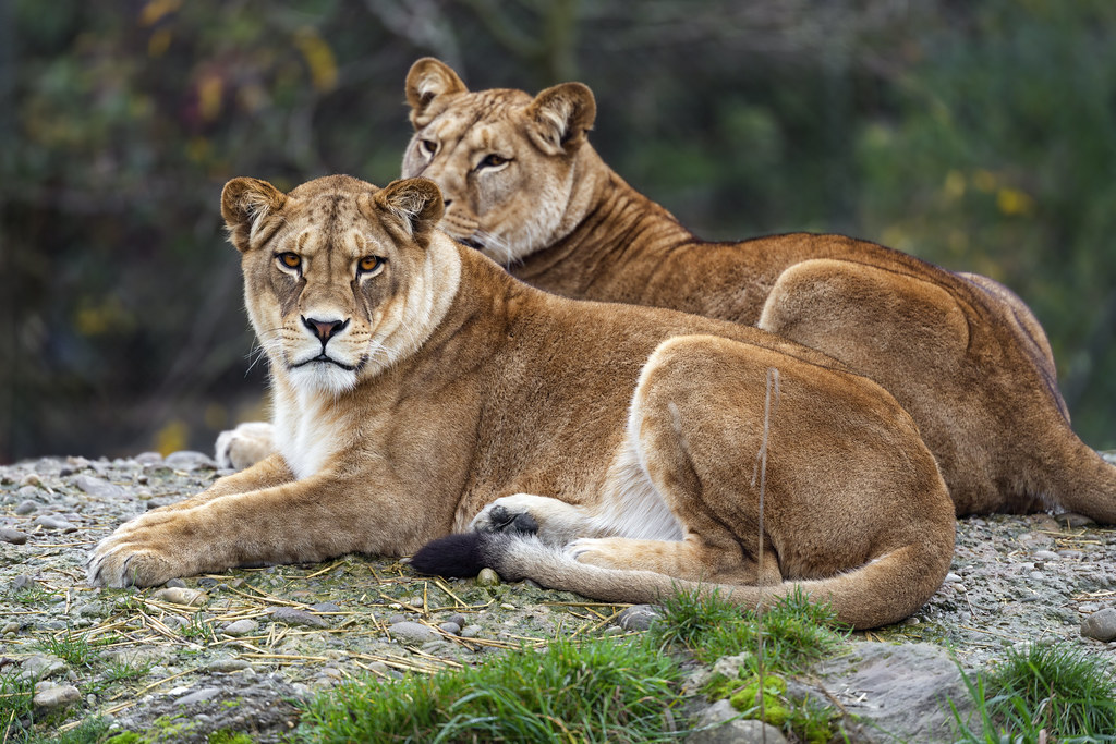 Two lionesses Two lionesses of the walter Zoo together. Th… Flickr