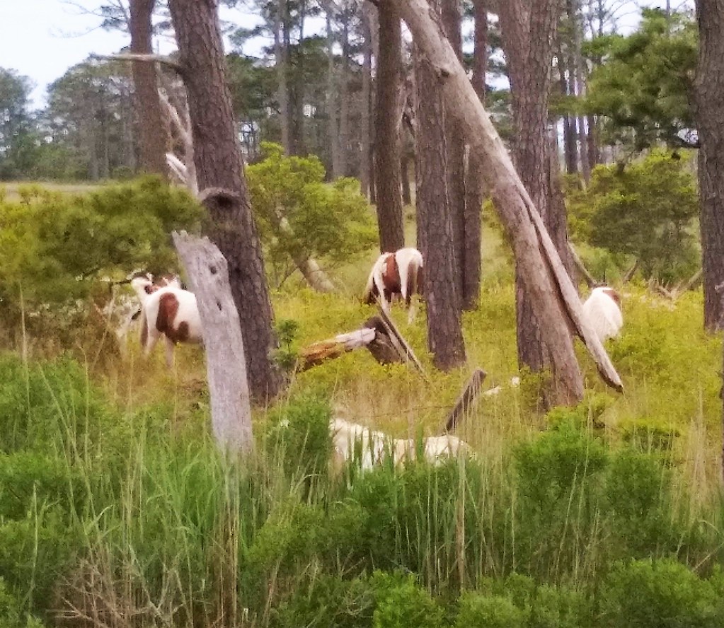 Chincoteague Ponies On our second trip to Virginia's Easte… Flickr