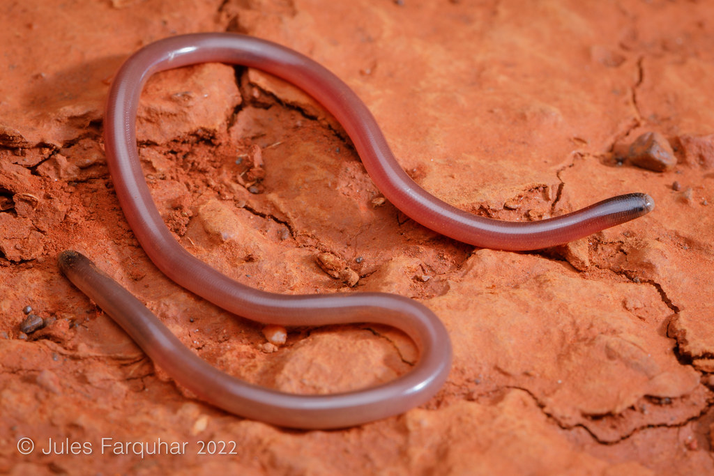 Longbeaked Blind Snake (Anilios grypus) Pilbara region, W… Flickr