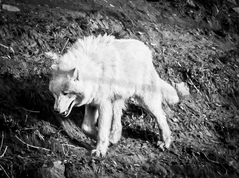 South Lakes Safari Zoo Clare Dawn Flickr