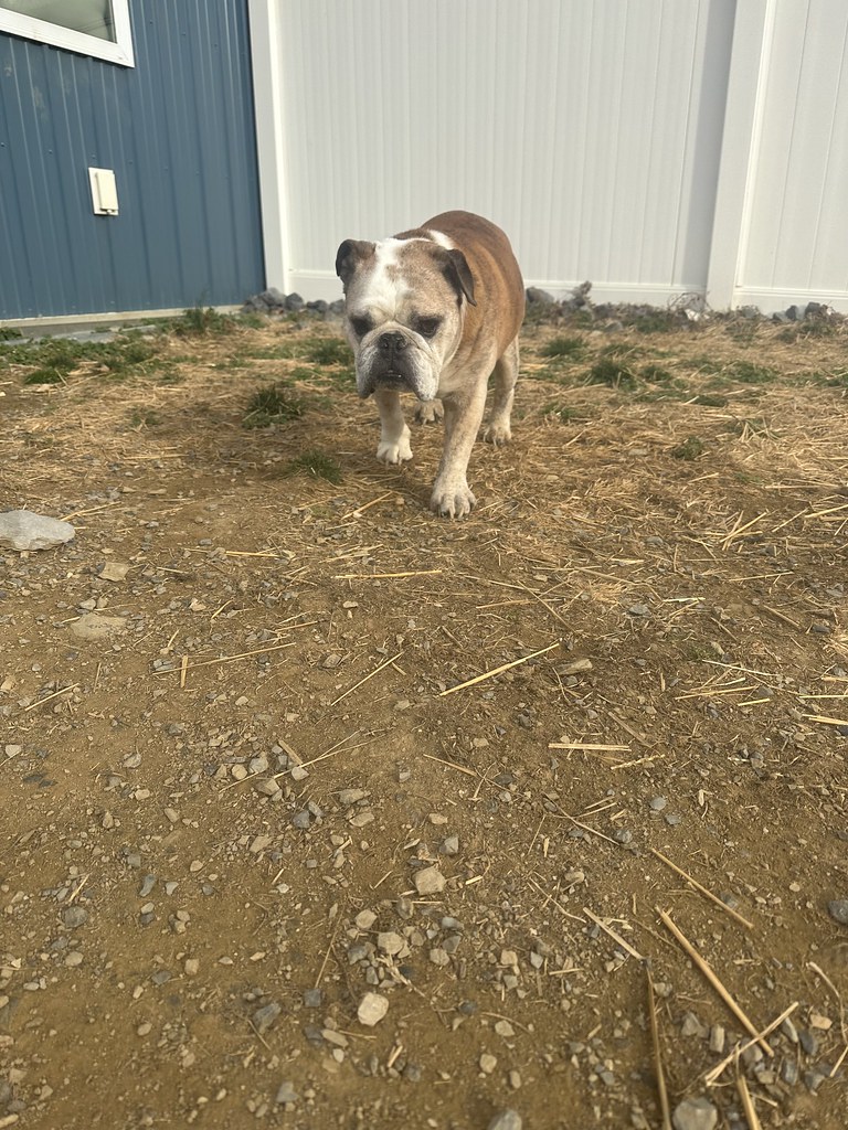 IMG_E2195 Greenlin Lambs Gap Flickr