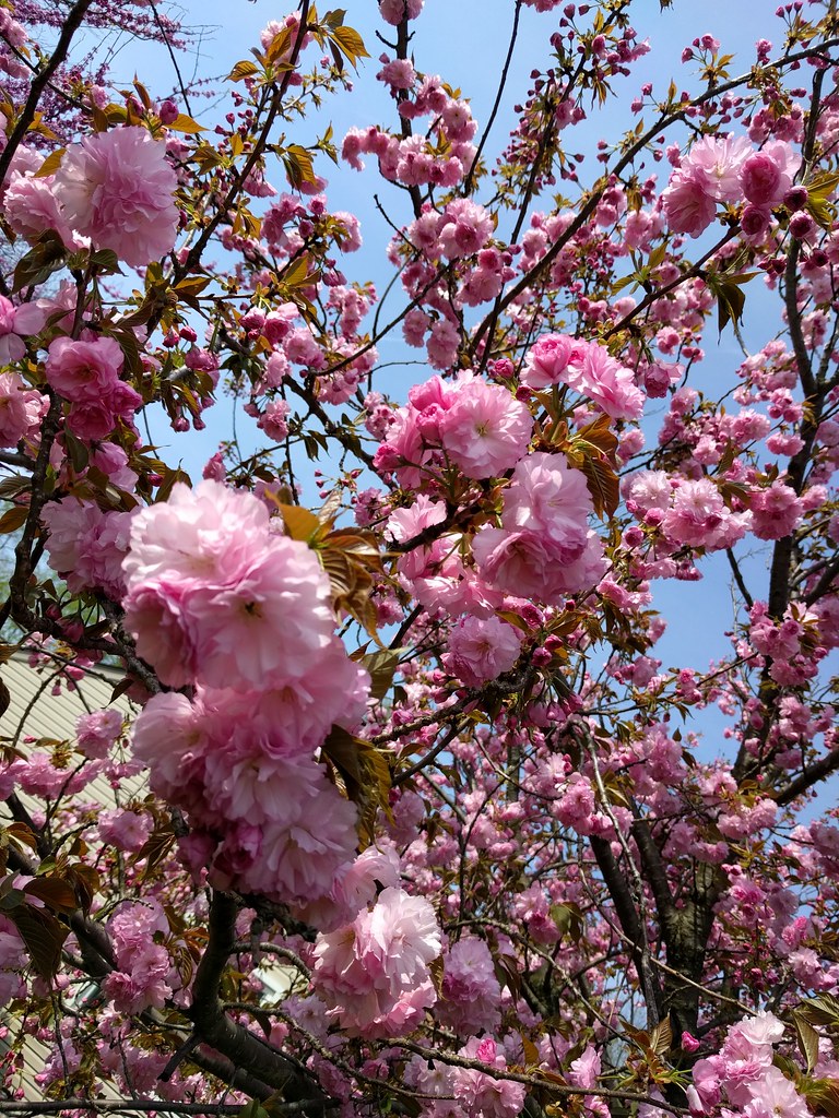 Columbus, Ohio Cherry Blossoms In April 2017, I saw these … Flickr