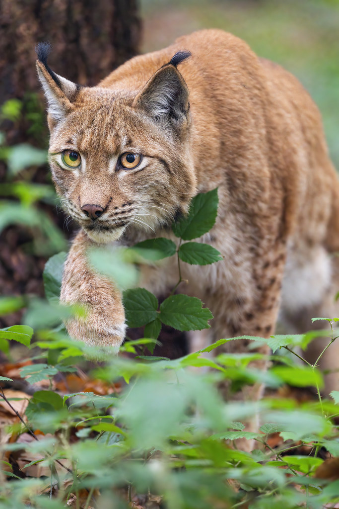 Lynx approaching The young male lynx saw a small dog at th… Flickr