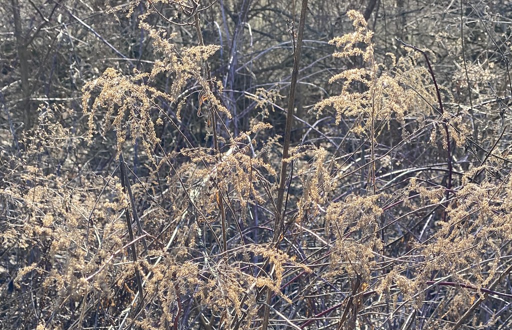 Goldenrod in Winter Larry Miller Flickr