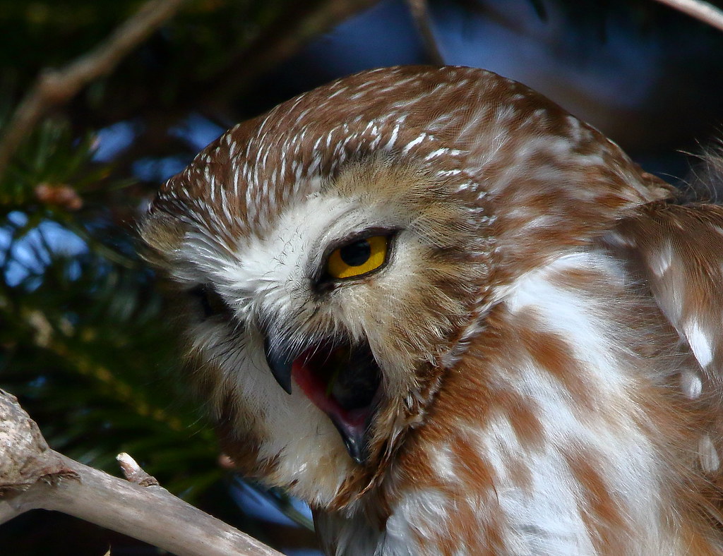 NorthernSawwhet Owl coughing up pellet Renews (Private Re… Flickr