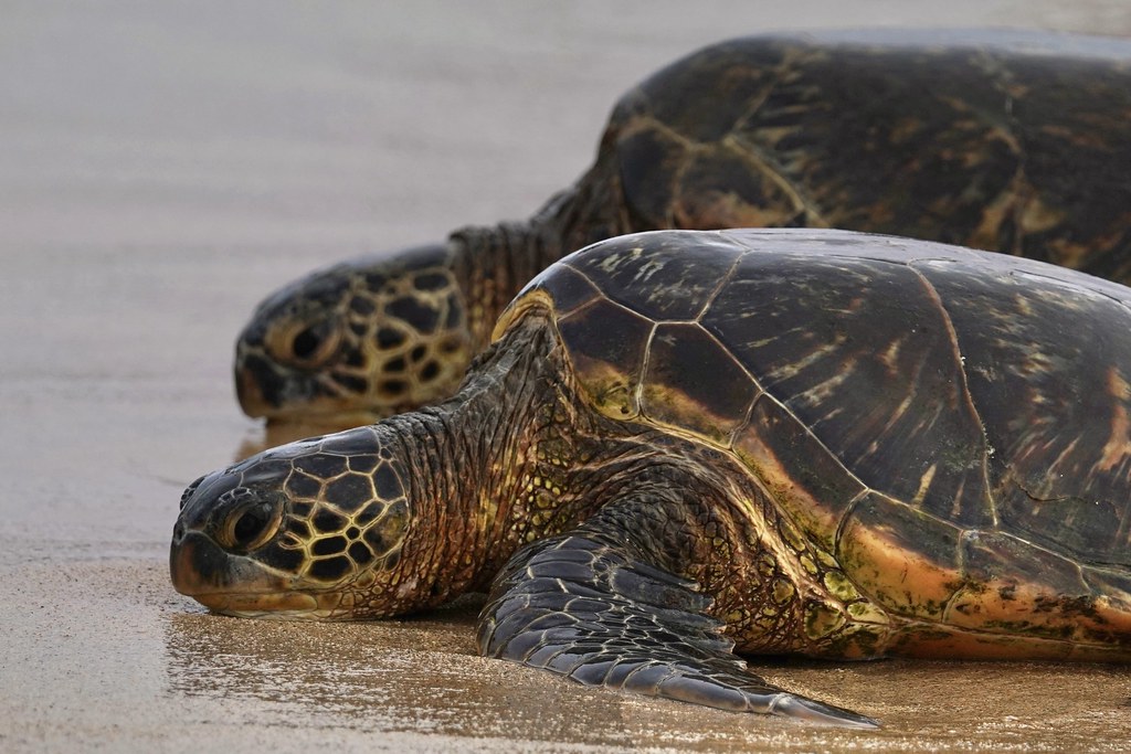 Resting Green Sea Turtles Kauai, Hawaii Green Sea Turtles… Flickr