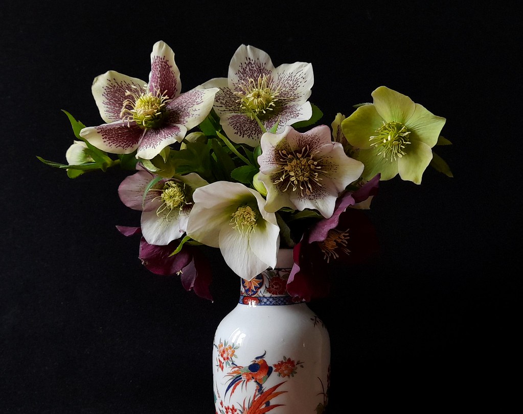 Hellebores in a vase Ann Chapman Flickr