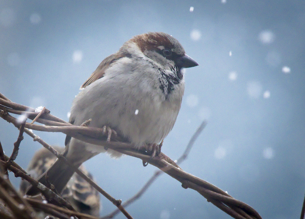 House sparrow House sparrow (Passer domesticus) male perch… Flickr