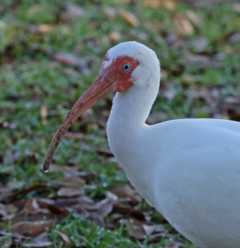 White Ibis City Park New Orleans Dan Mooney Flickr