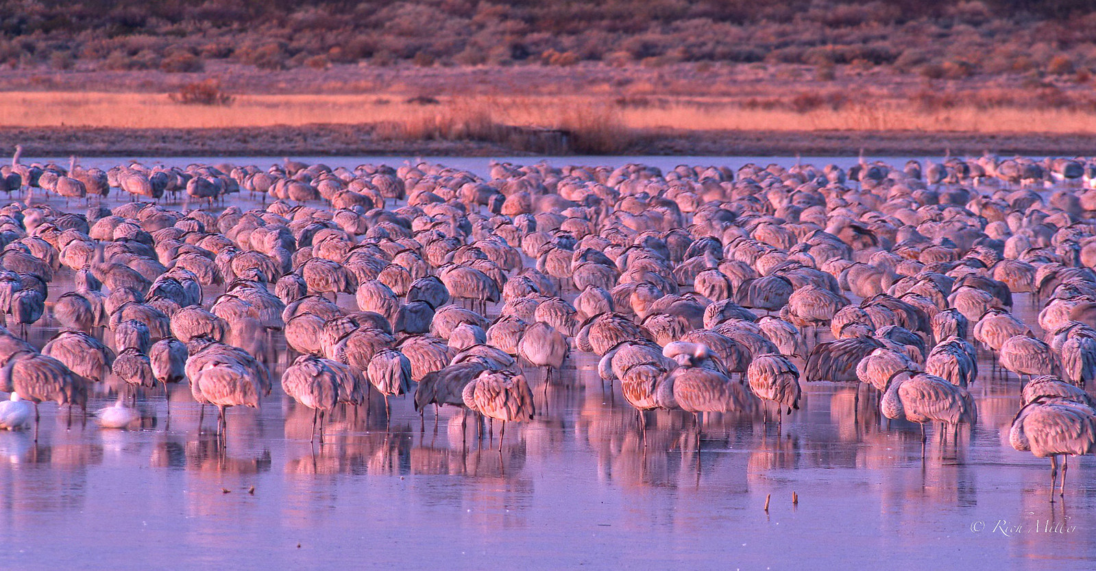 National Wildlife Refuges Flickr