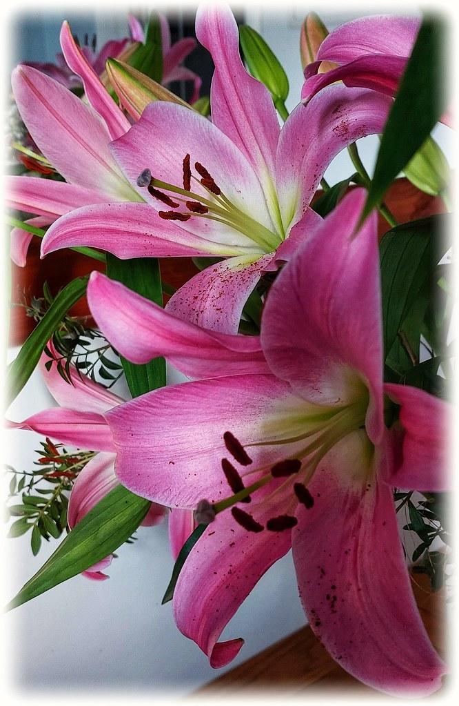 PINK TIGER LILY [ STARGAZER ] Fragrant tiger lilies in our… Flickr