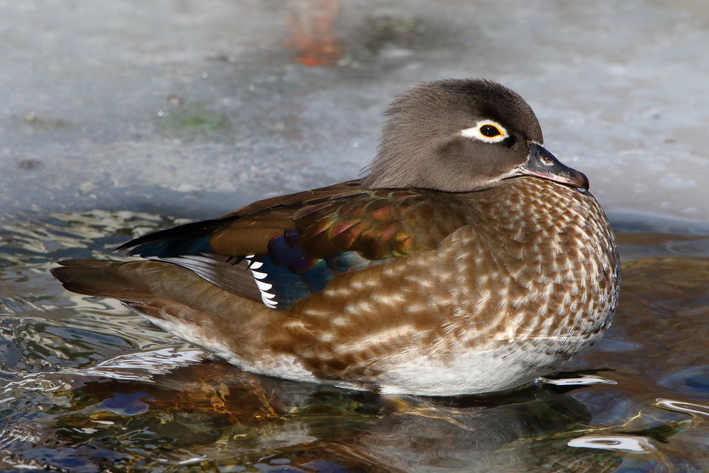 Wood Duck Hen Cowan Heights Pond, St.John's, NL February 2… Flickr