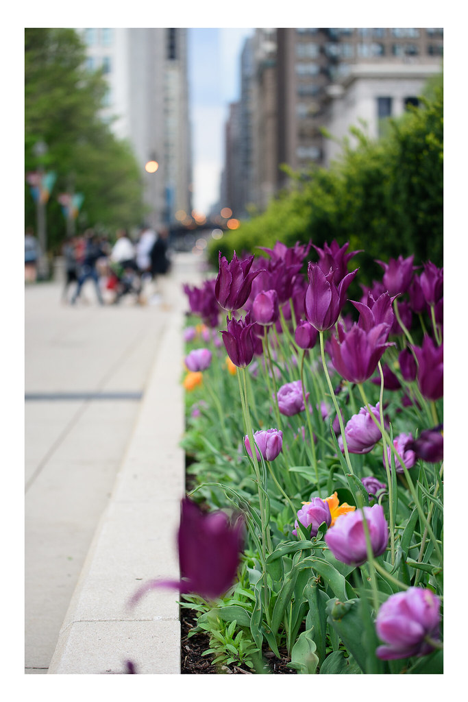 Tulips_Chicago Matt Arends Flickr