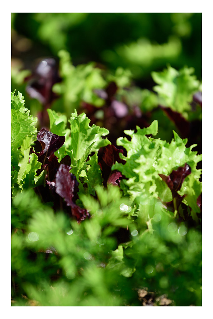 Farm_Lettuce Mix Matt Arends Flickr