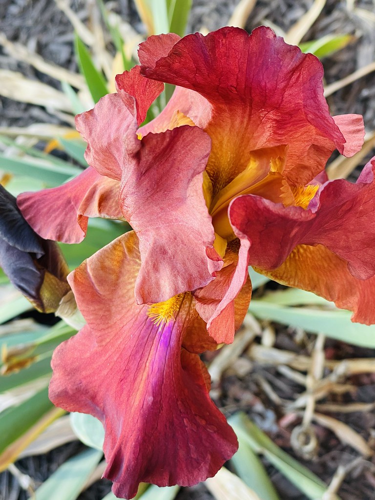 First bloom Iris afrer the freeze Jerry Sanchez Flickr