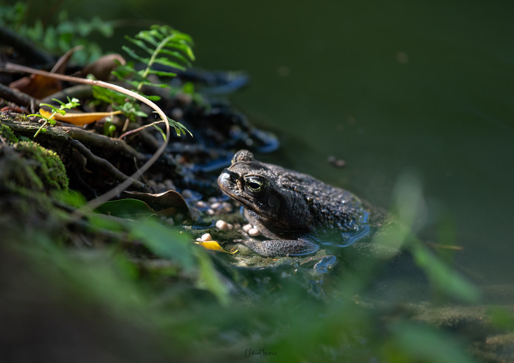 Crapaud buffle Clement Lavaux Flickr