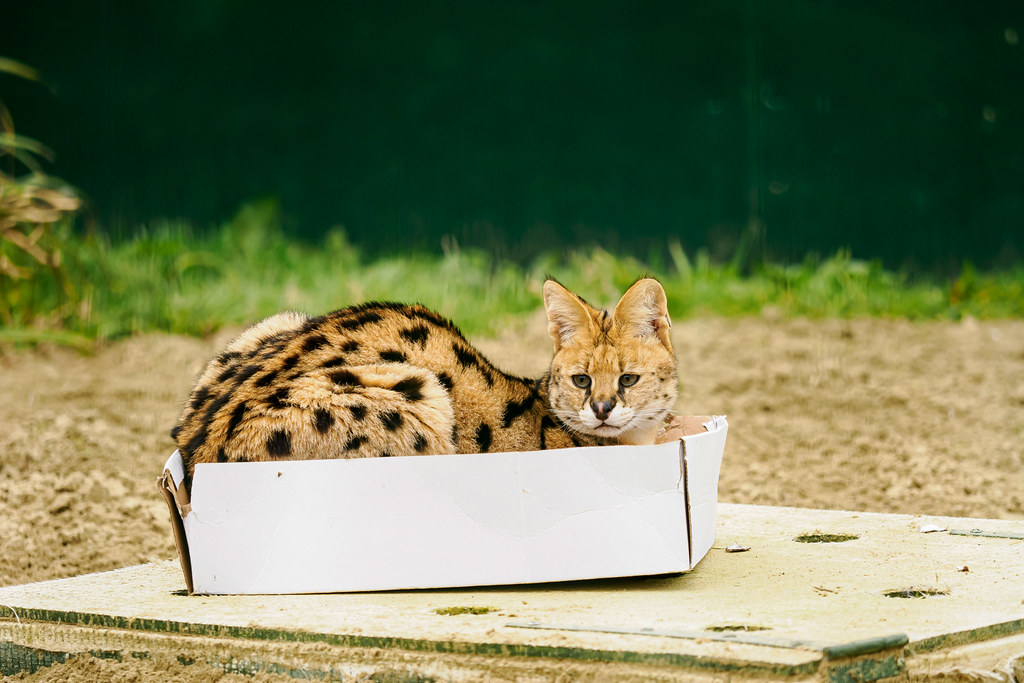 Do Your Cats Like Boxes? P3010533 Serval Tafkap in a car… Flickr