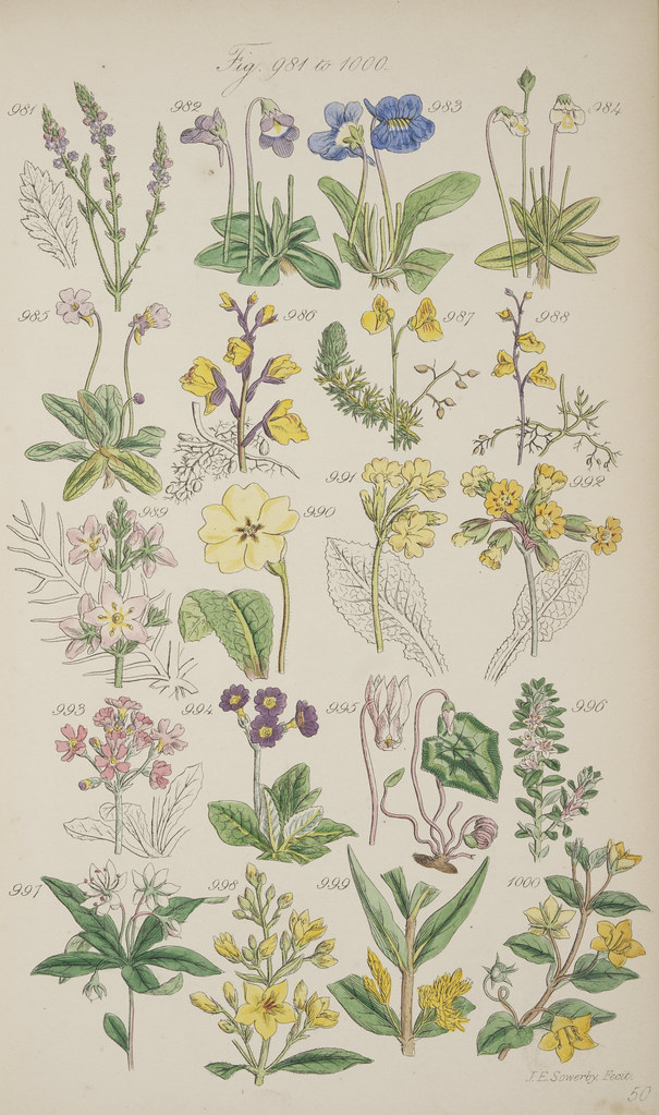 British Wild Flowers Book illustrated by Sowerby, John E. … Flickr