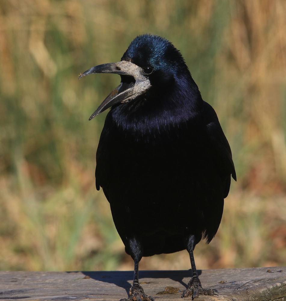 Noisy Rook Slimbridge WWT A tame rook in the picnic area… Flickr