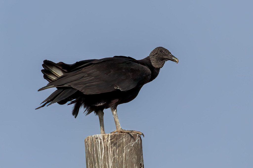 Black Vulture_MS_4S8A5045Edit Tom Stephenson Flickr