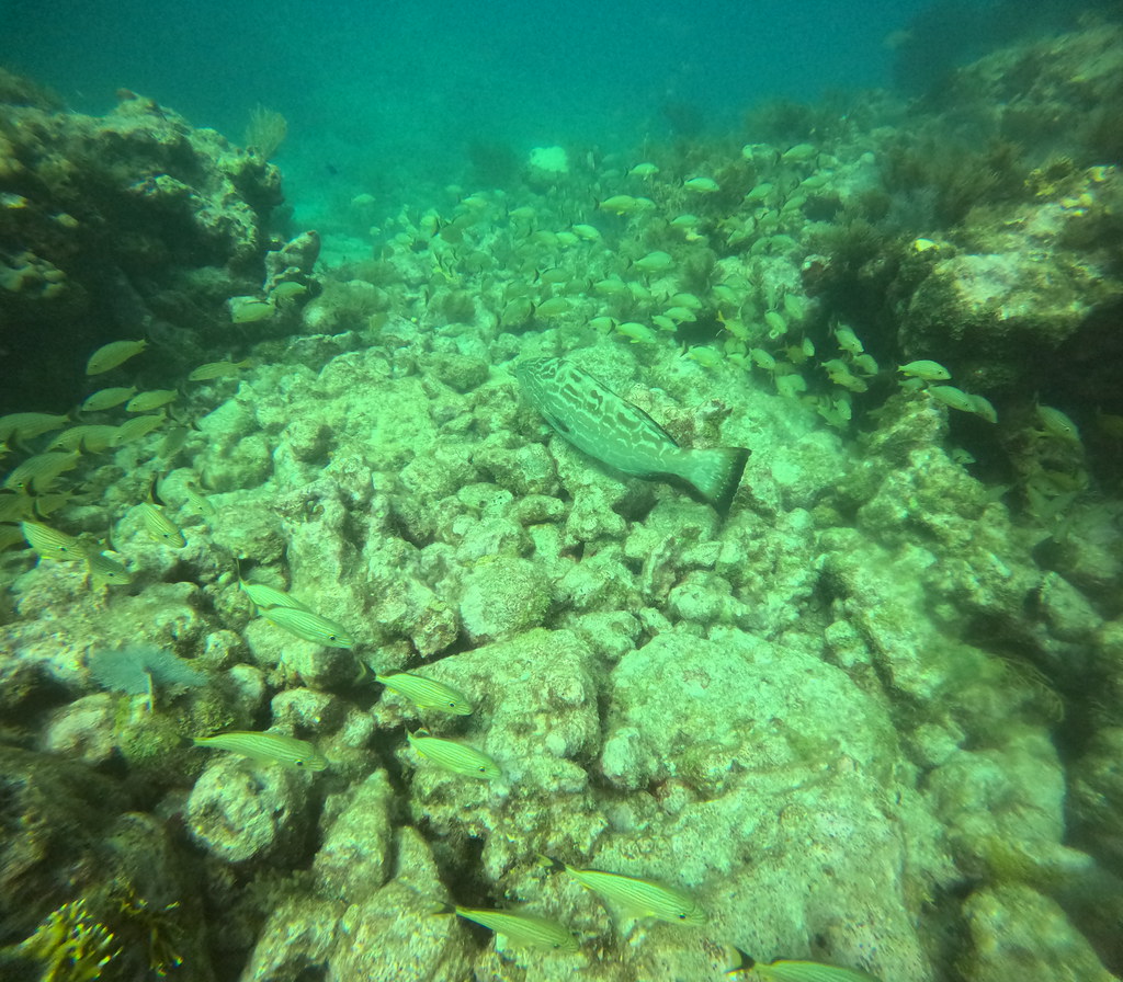 Molasses Reef Key Largo Images (9) DCIM\100GOPRO\GOPR2535.… Flickr