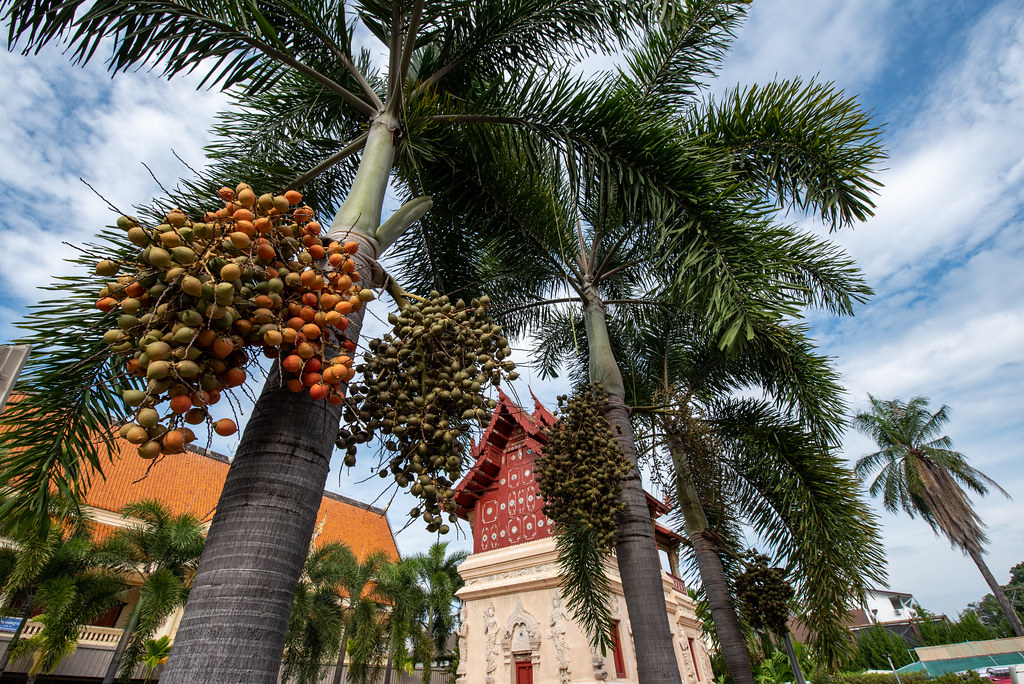 Palm nuts Chiang Mai, October 2022 Joe Collver Flickr