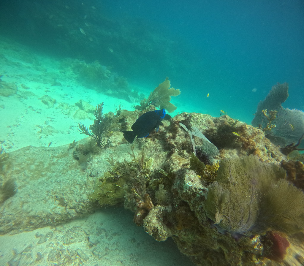 Molasses Reef Key Largo Images (60) DCIM\100GOPRO\GOPR2591… Flickr
