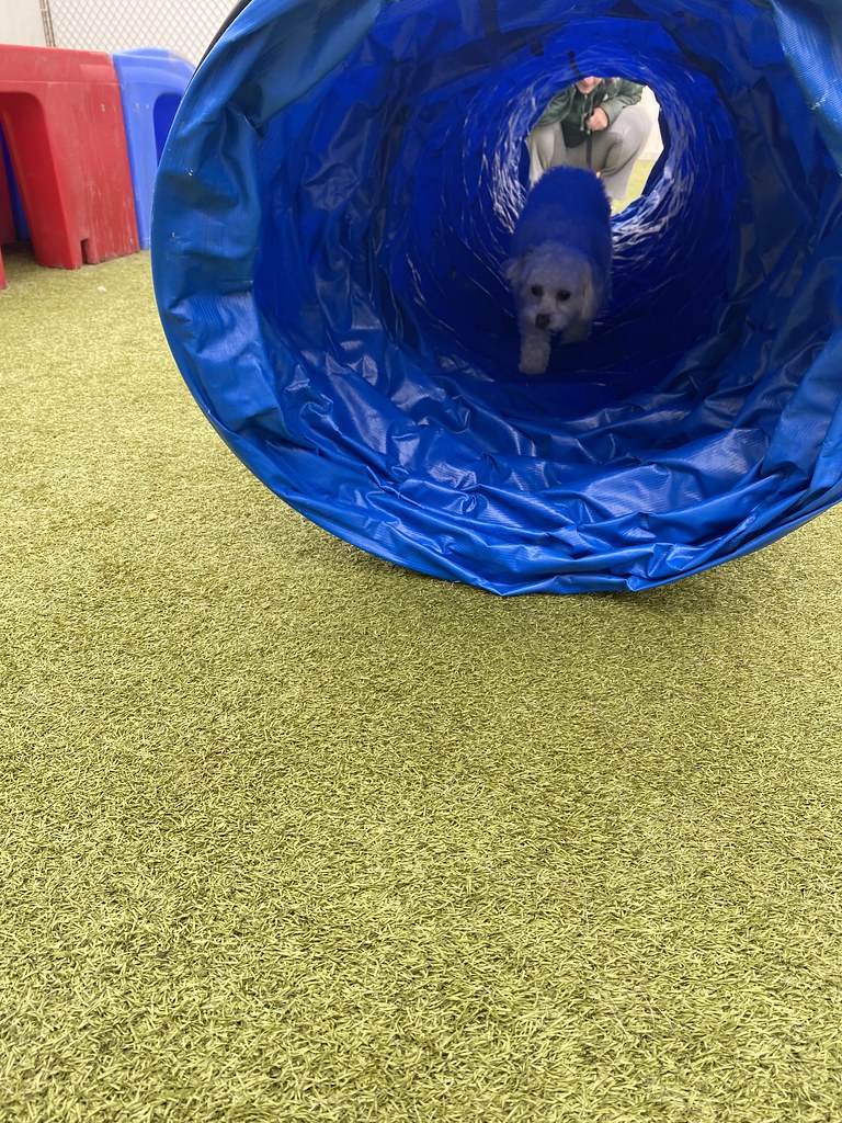 Untitled Holiday House Pet Resort and Training Center Flickr