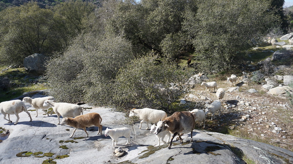 New Mexico Dahl Sheep Mathias Herriges Flickr