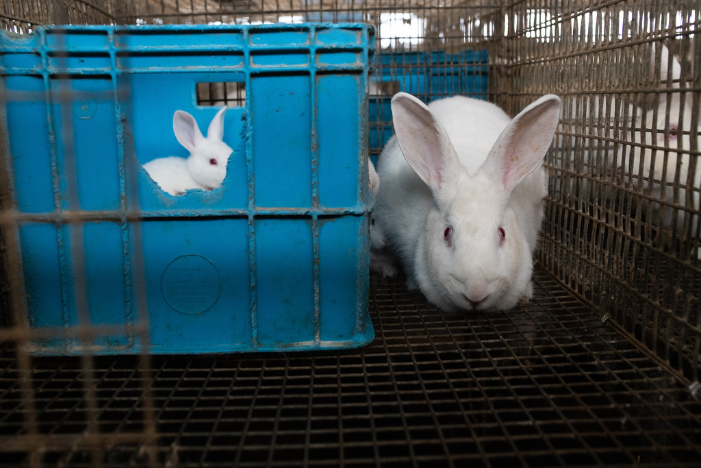 Breeding rabbits for food and laboratory testing. Andrew Skowron Flickr
