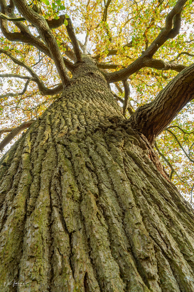 Oak_close_Autumn Yorkshire Arboretum Nov 22 Quiet Storm 1 Flickr