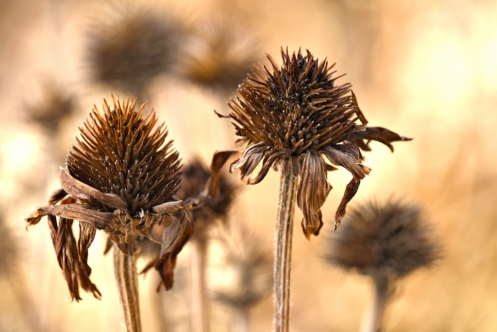 Coneflower Seed pods Coneflower Seed pods in the winter Mike Stoy Flickr