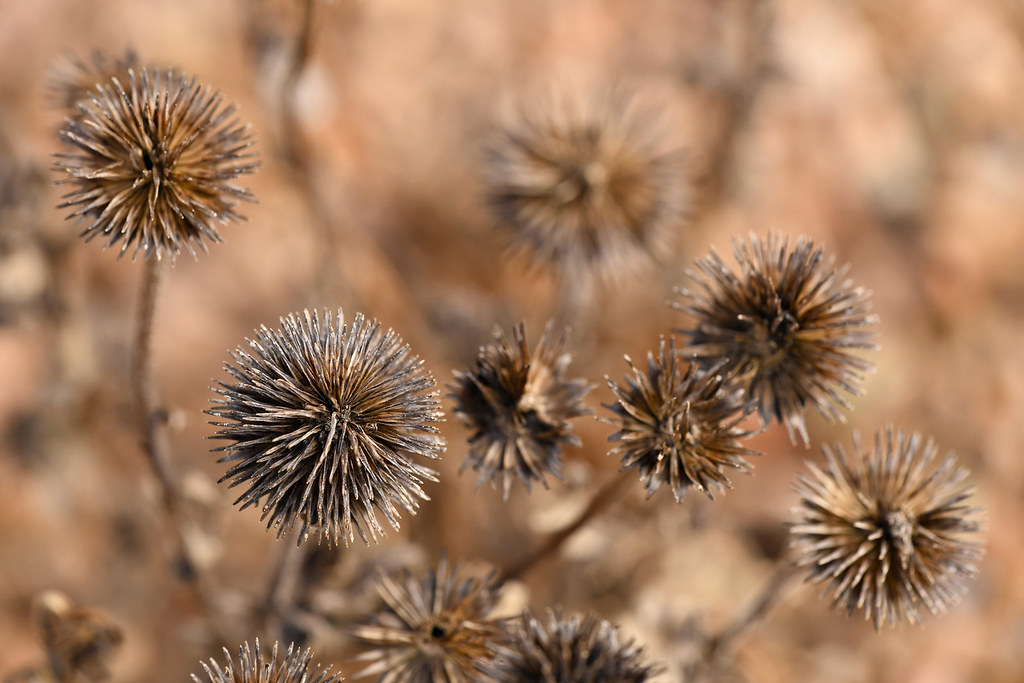 Coneflower Seed pods Coneflower Seed pods in the winter Mike Stoy Flickr
