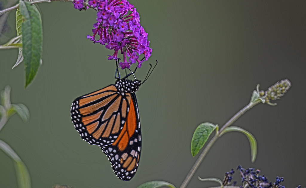 Monarch Butterfly Colorado DSC_3679 a photo on Flickriver