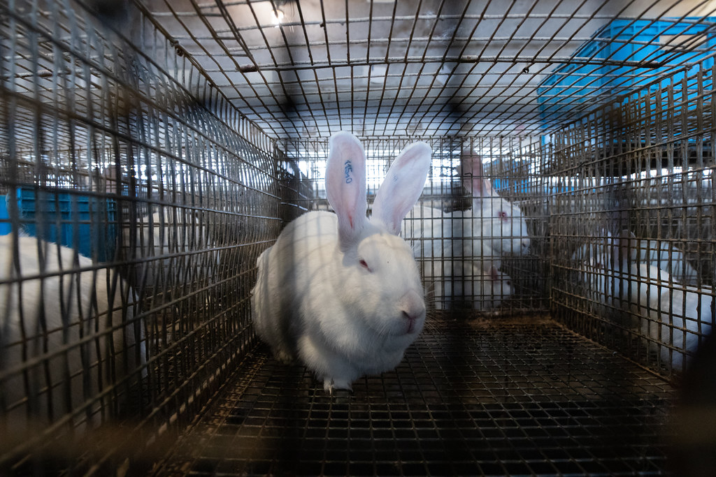 Breeding rabbits for food and laboratory testing. Andrew Skowron Flickr
