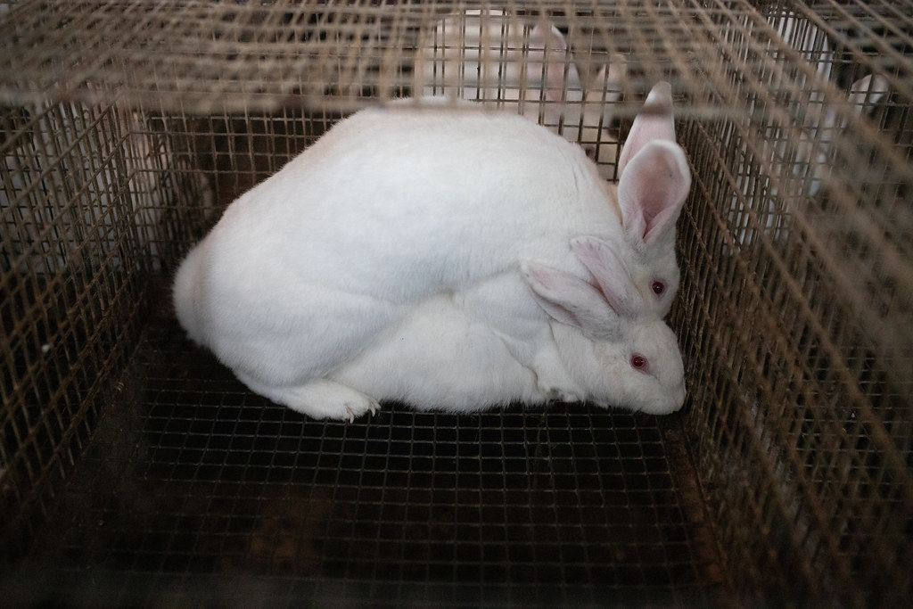 Breeding rabbits for food and laboratory testing. Andrew Skowron Flickr