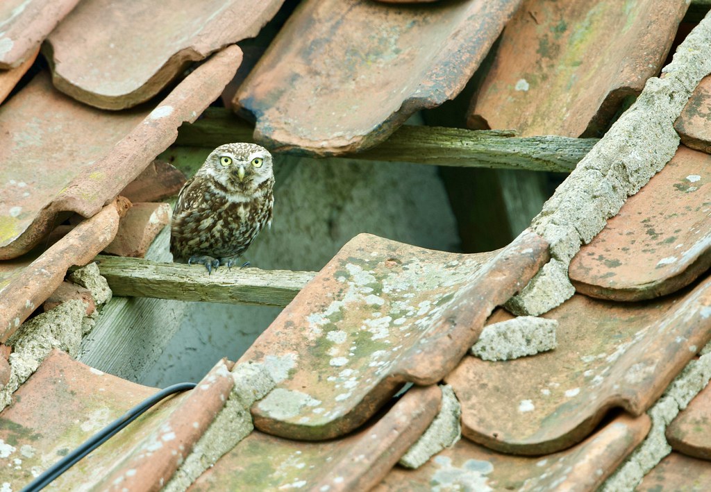 LITTLE OWL RSPB Bempton Cliffs, East Yorkshire Tony Cox Flickr